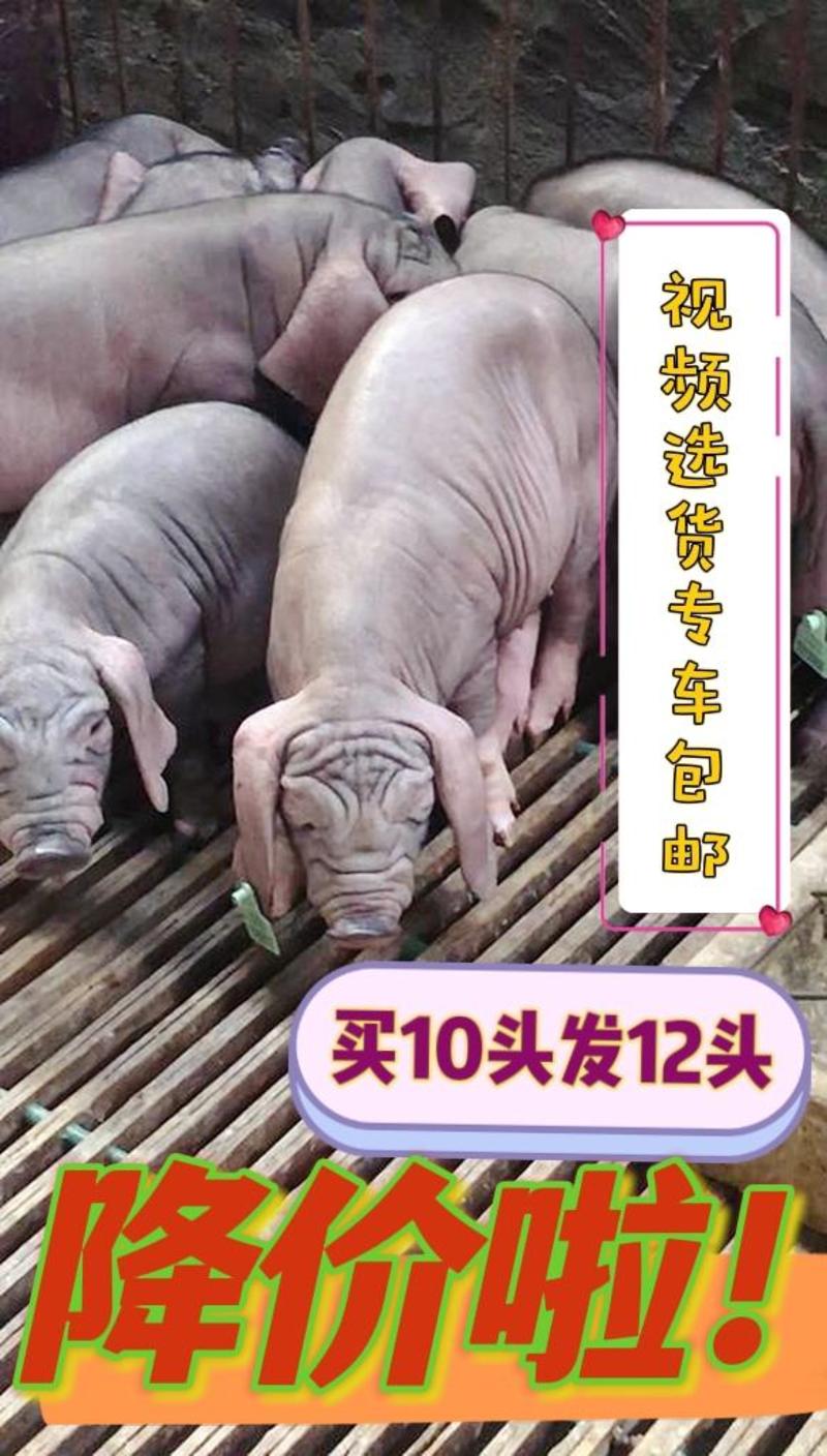 活猪，原种太湖母猪，高产母猪四蹄白二花脸，产子王欢迎咨询