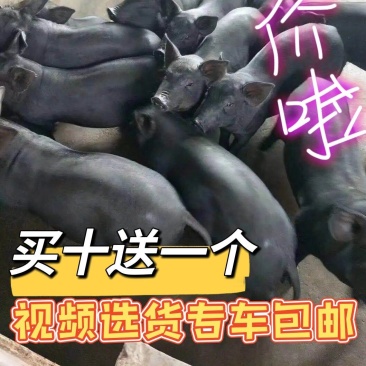 苏太黑母猪，原种高产瘦肉型母猪，散养圈养