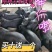 苏太黑母猪，原种高产瘦肉型母猪，散养圈养