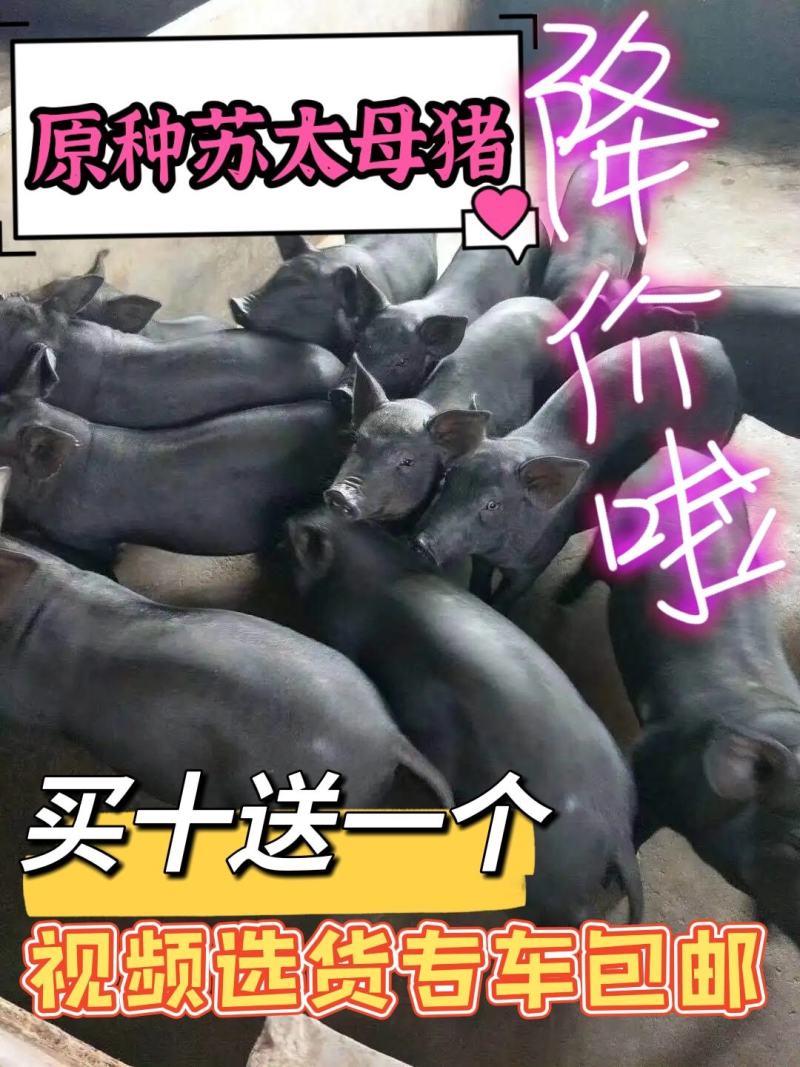 苏太黑母猪，原种高产瘦肉型母猪，散养圈养