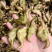 新鲜现摘莲角菱角广东省内包邮