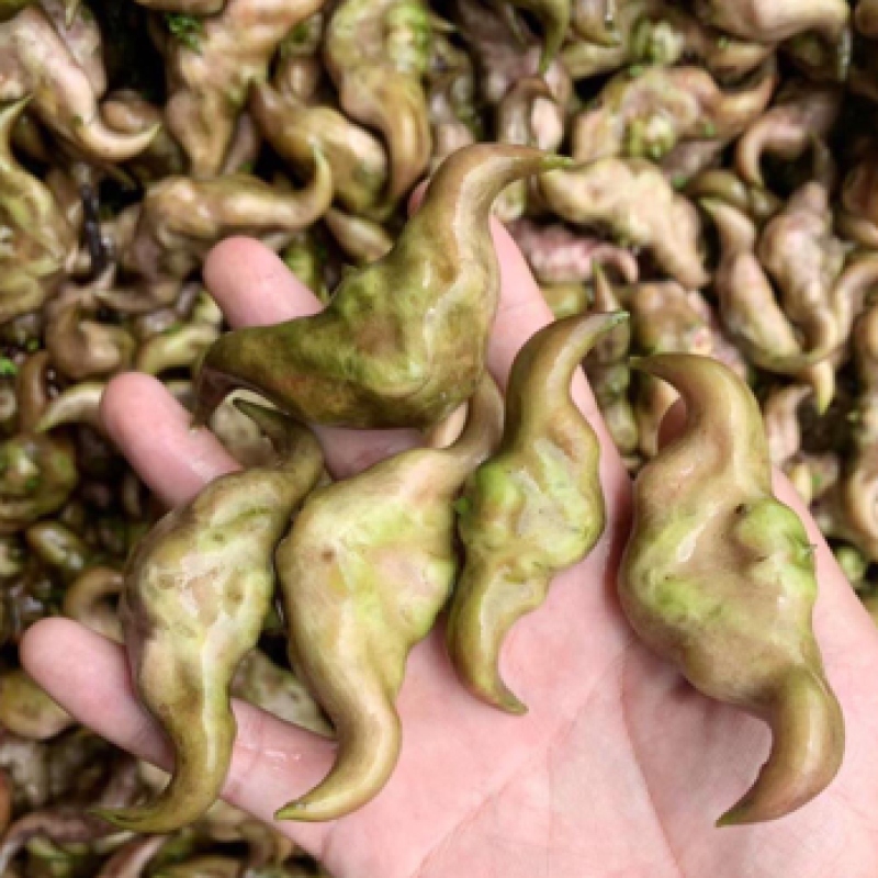 新鲜现摘莲角菱角广东省内包邮
