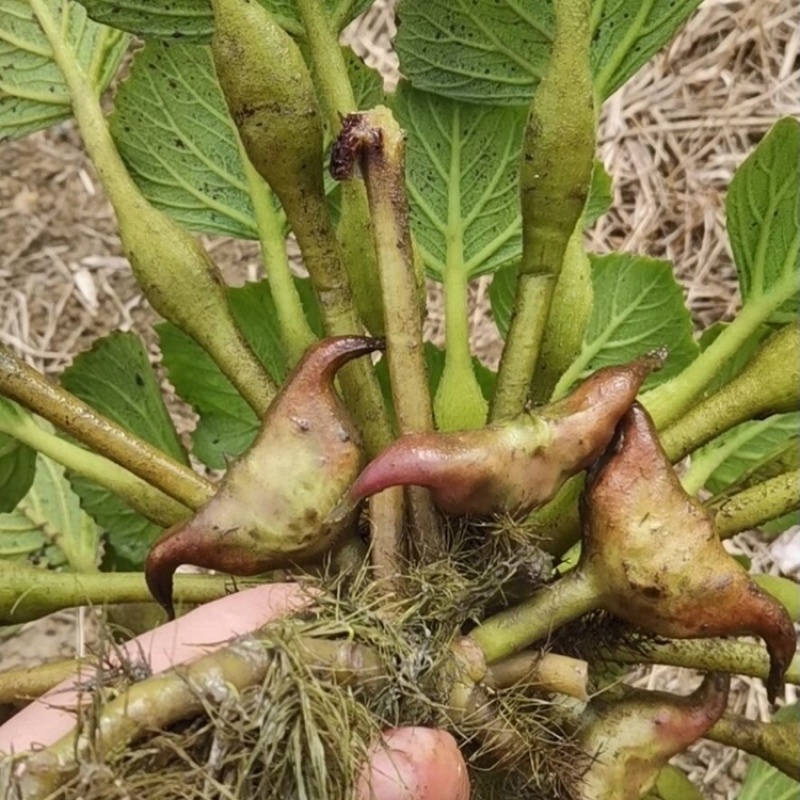 新鲜现摘莲角菱角广东省内包邮