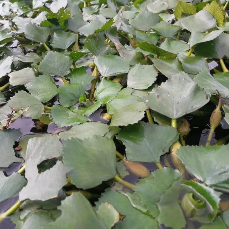 新鲜现摘莲角菱角广东省内包邮