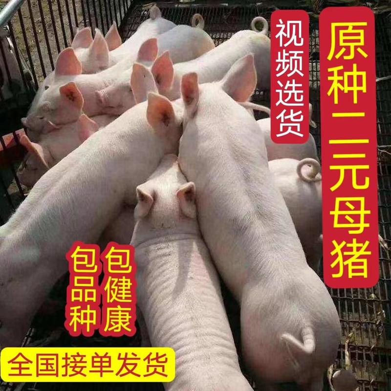 【推荐】新美系二元母猪买十送一视频选货
