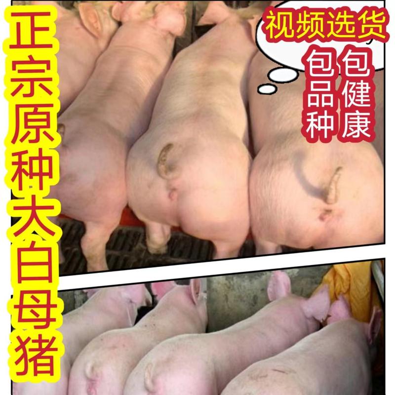 【推荐】新美系二元母猪买十送一视频选货
