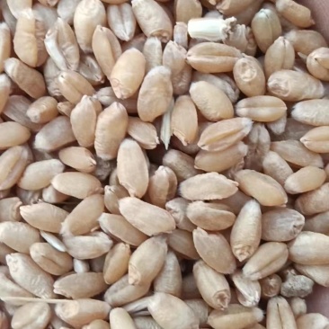 大量供应小麦水分14上车1.36