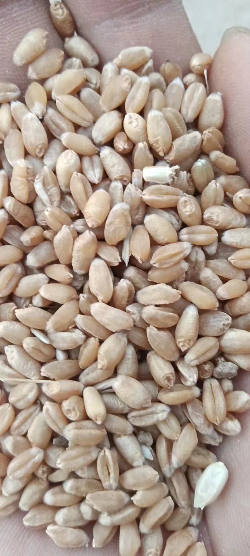 大量供应小麦水分14上车1.36