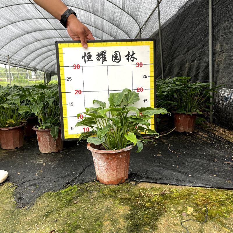【多仔春羽希望蔓绿绒】各种规格欢迎合作详谈