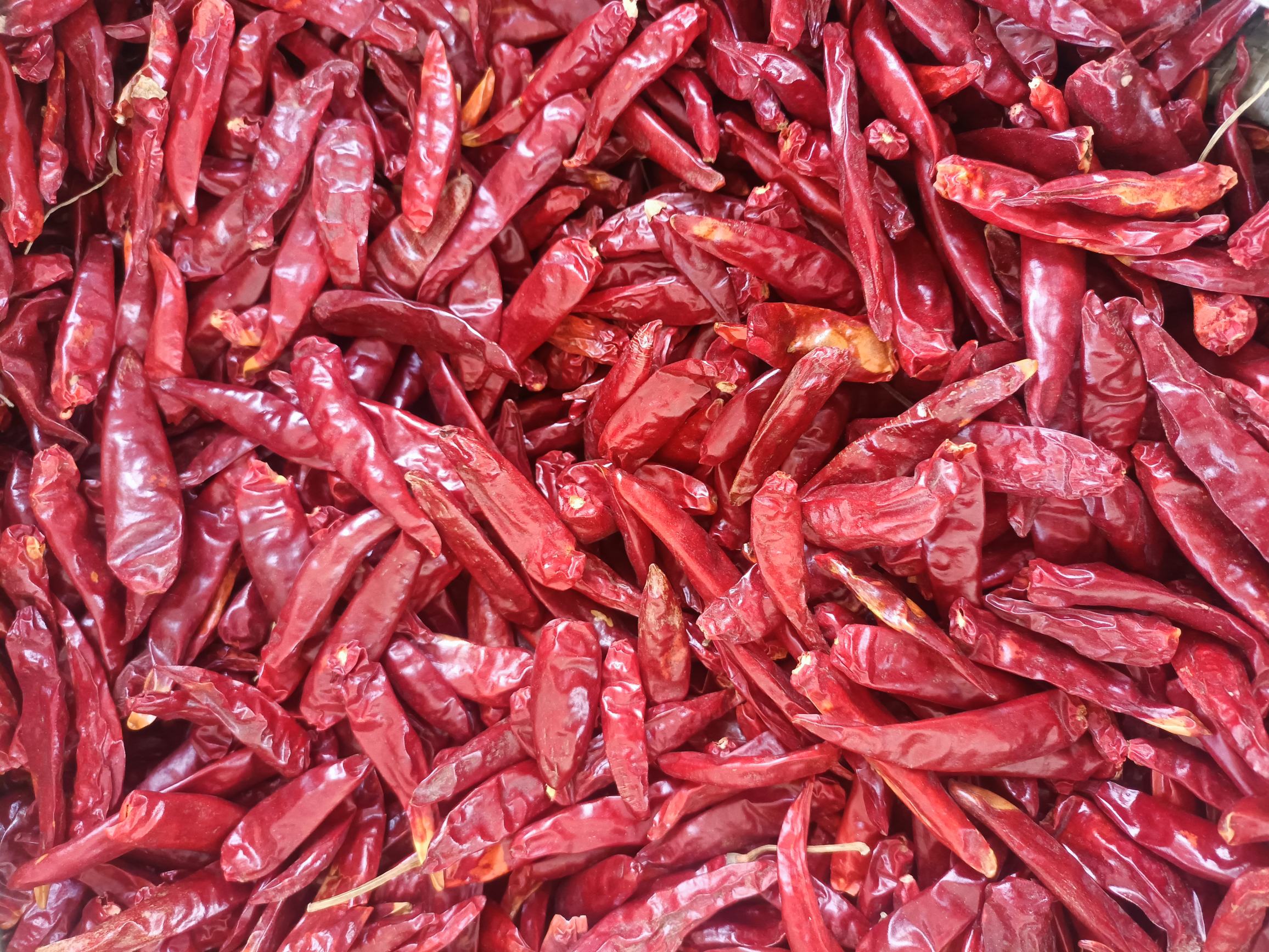 小米椒与朝天椒实物对比图