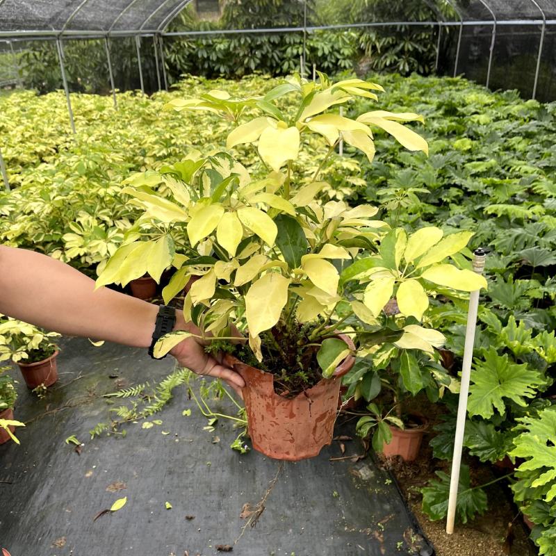 【花叶鹅掌柴澳洲鸭脚木】各种规格欢迎合作详谈