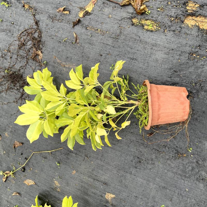 【花叶鹅掌柴澳洲鸭脚木】各种规格欢迎合作详谈