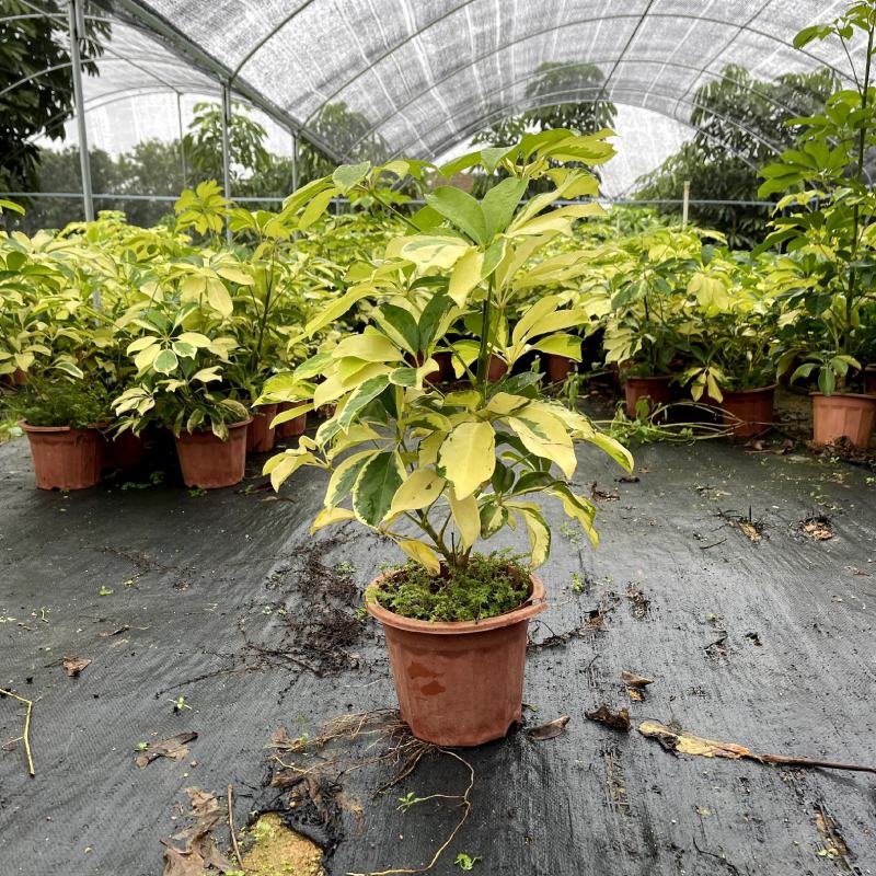 【花叶鹅掌柴澳洲鸭脚木】各种规格欢迎合作详谈