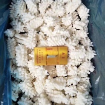 鱿鱼花目鱼花