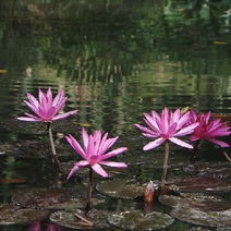 九品香莲、印度红睡莲、碗莲等各种观赏品种睡莲及水生植物