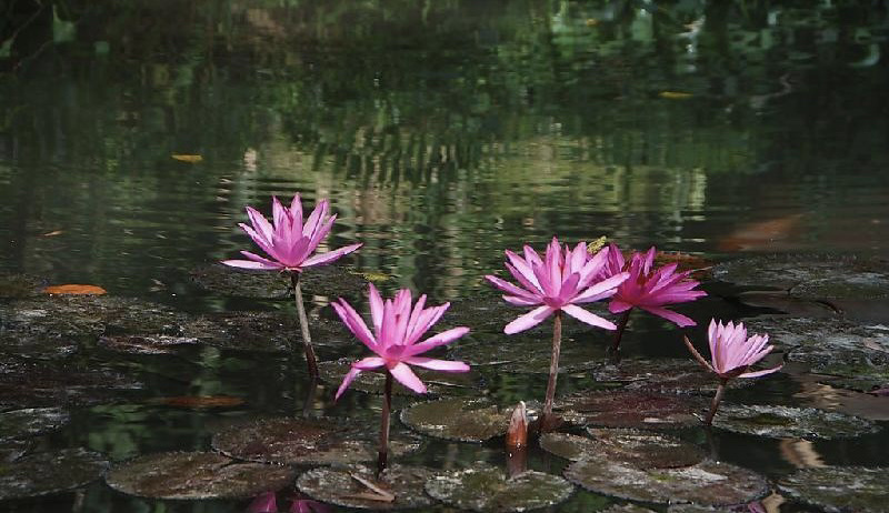 九品香莲、印度红睡莲、碗莲等各种观赏品种睡莲及水生植物