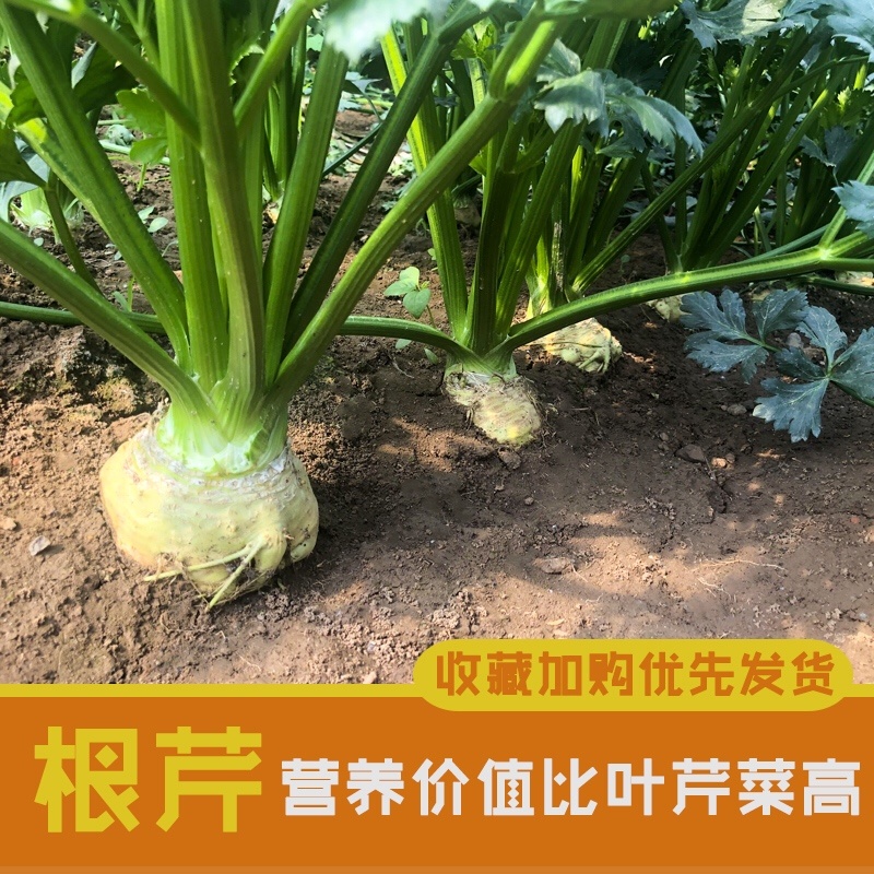 根芹