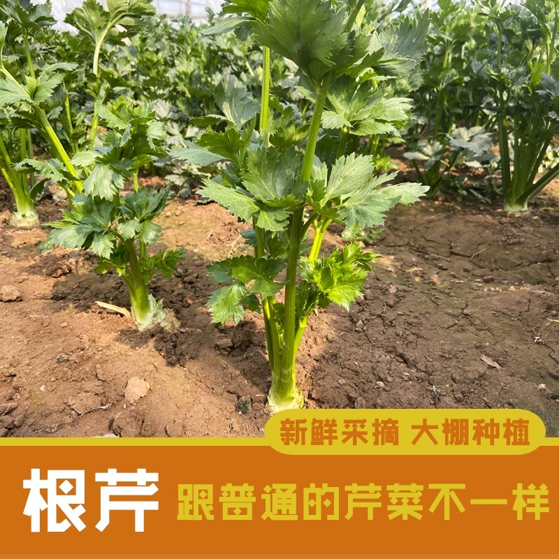 根芹
