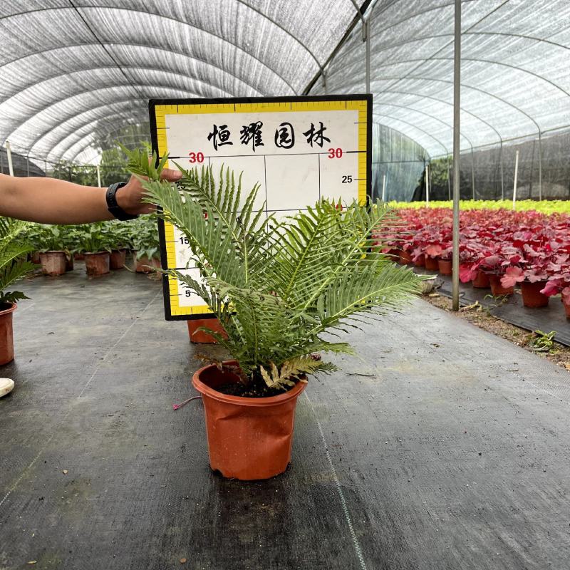 【富贵蕨龙船蕨巴西乌毛蕨】各种规格欢迎合作详谈