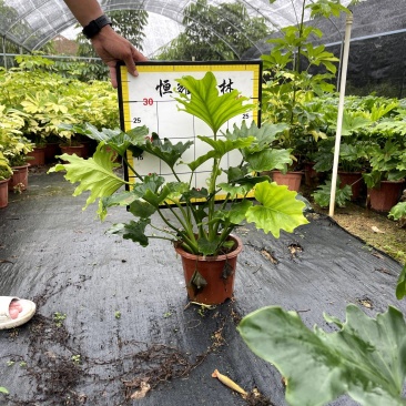【春羽春芋羽裂喜林芋】各种规格欢迎合作详谈