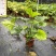 【春羽春芋羽裂喜林芋】各种规格欢迎合作详谈