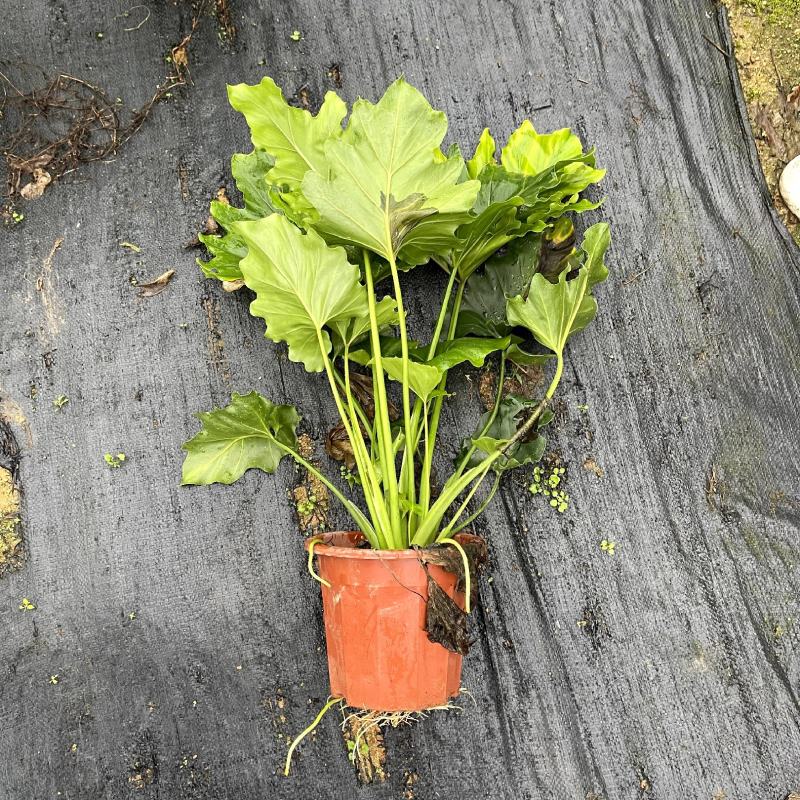 【春羽春芋羽裂喜林芋】各种规格欢迎合作详谈