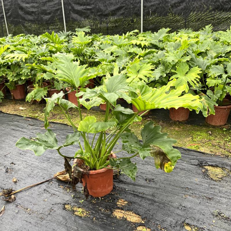 【春羽春芋羽裂喜林芋】各种规格欢迎合作详谈