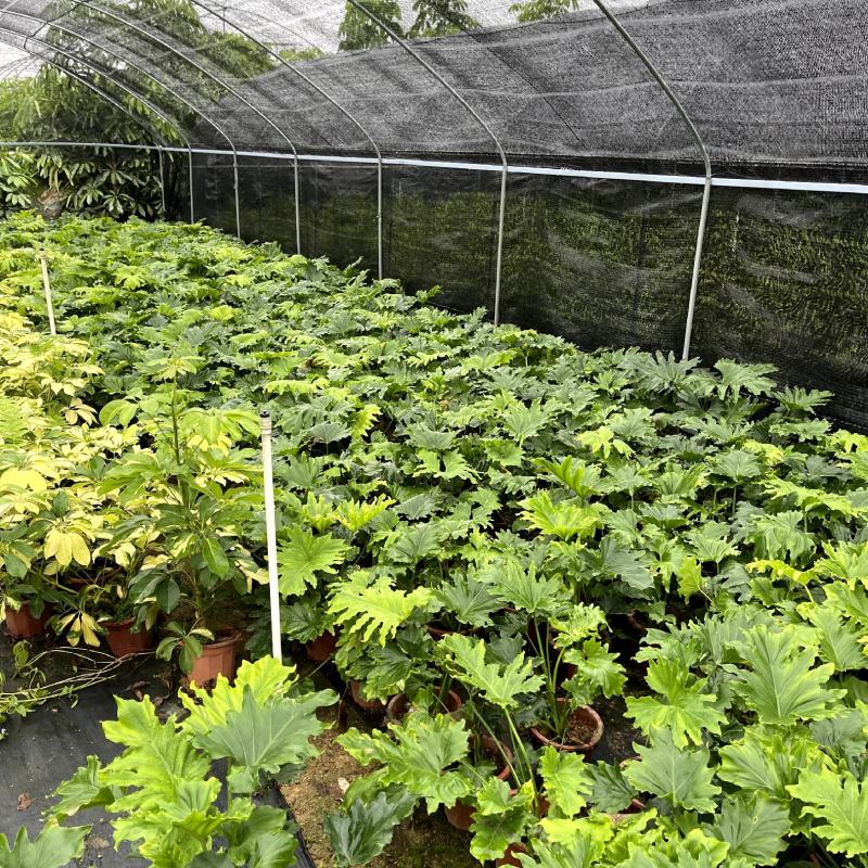 【春羽春芋羽裂喜林芋】各种规格欢迎合作详谈
