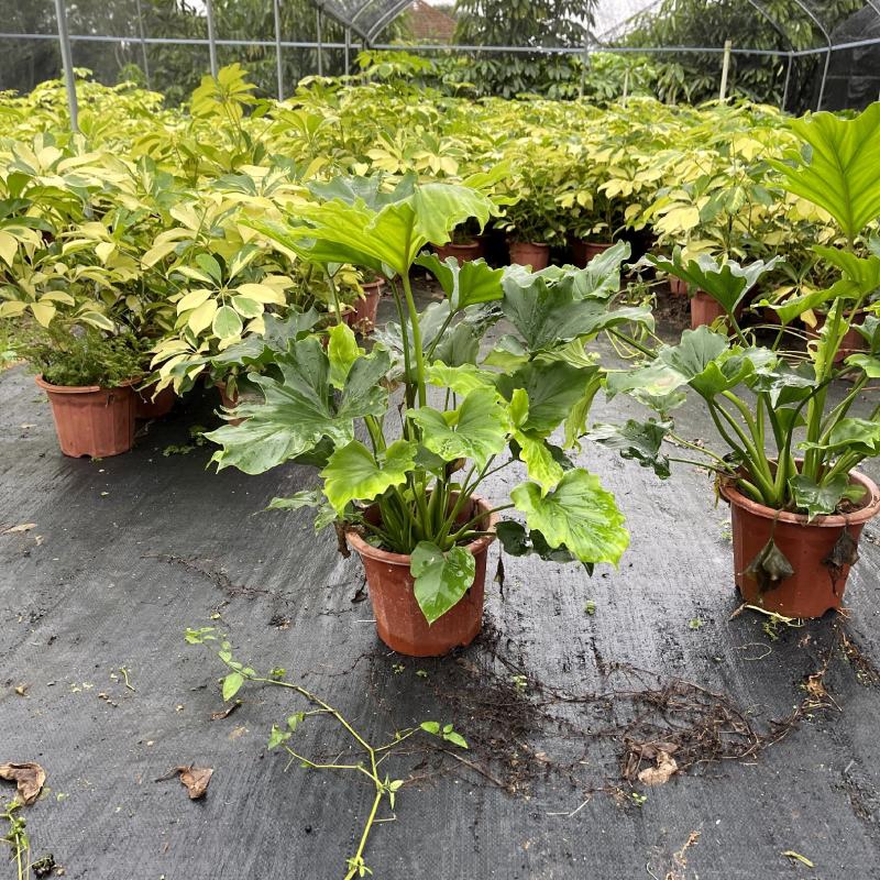 【春羽春芋羽裂喜林芋】各种规格欢迎合作详谈