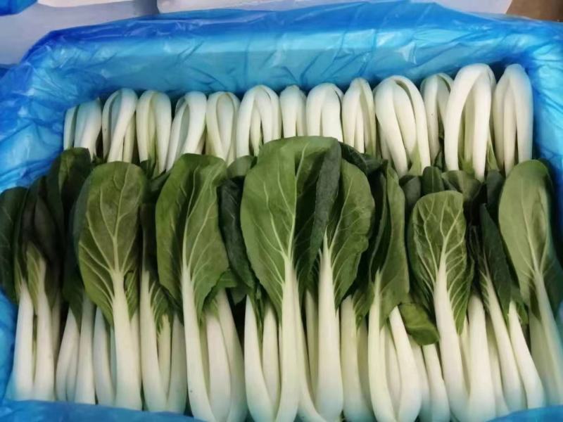 （精选)快菜奶白菜小白菜牙白苗货源充足产地直供