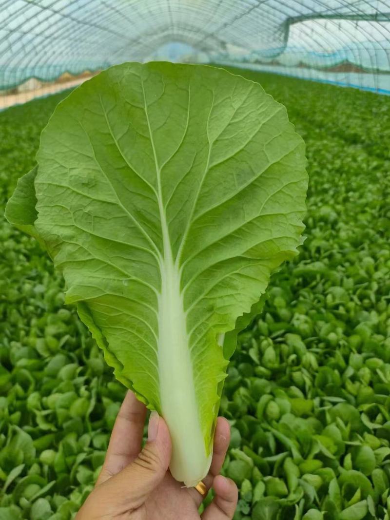 （精选)快菜奶白菜小白菜牙白苗货源充足产地直供