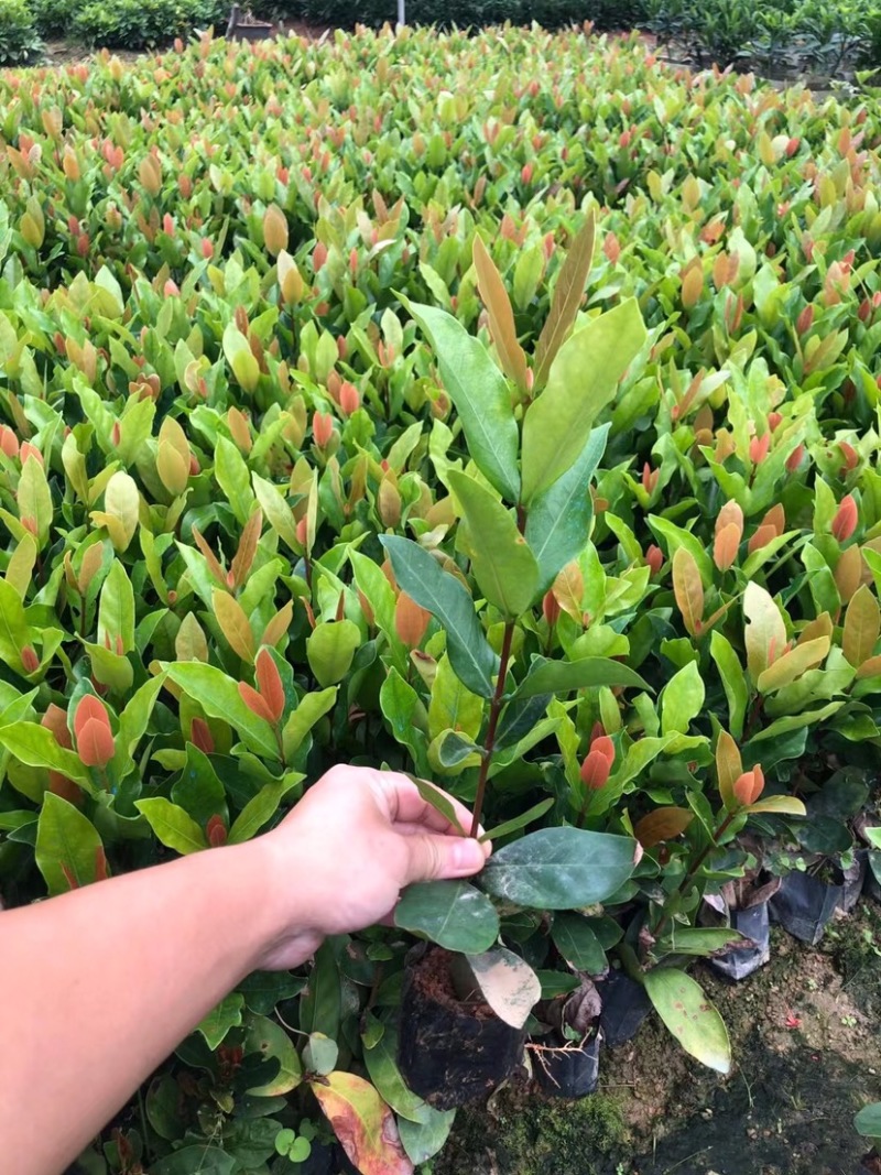 大量龙船花3⃣️斤袋出售