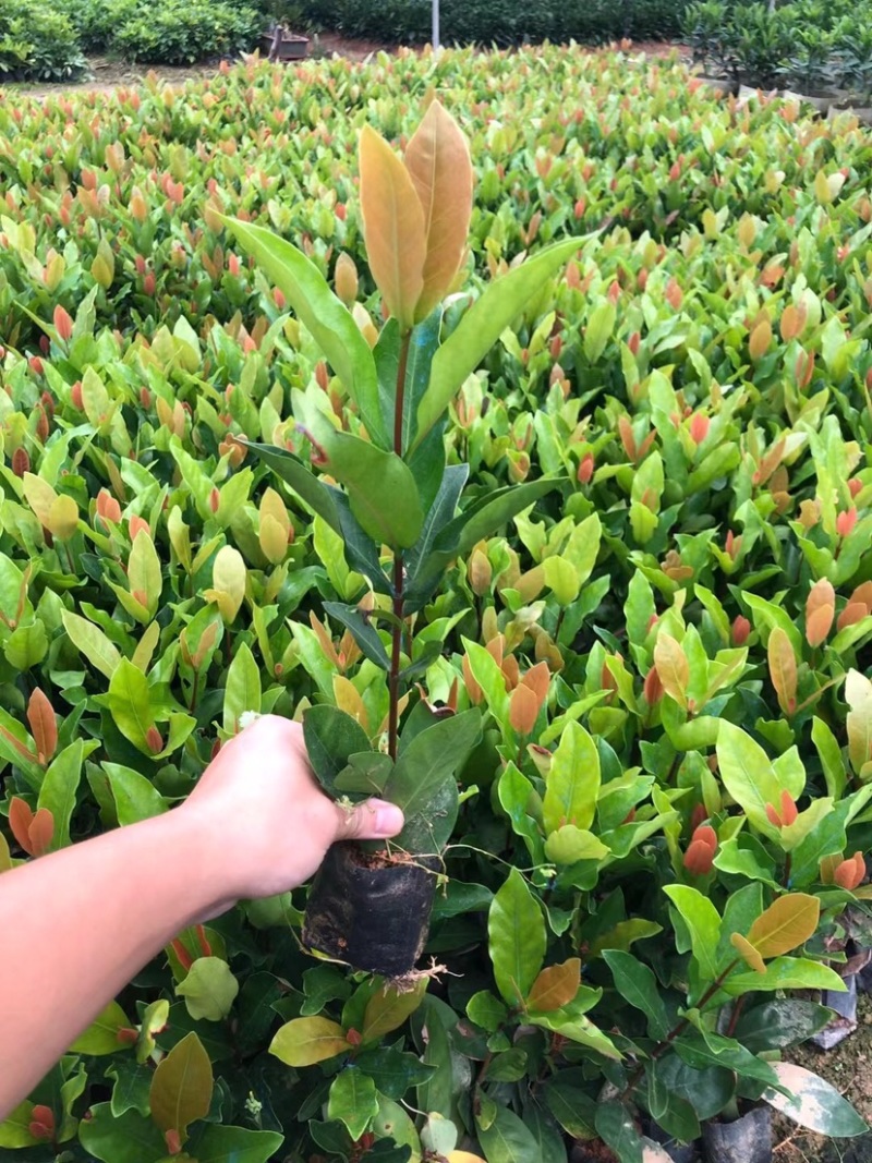 大量龙船花3⃣️斤袋出售