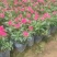 大量7⃣️斤袋长春花出售