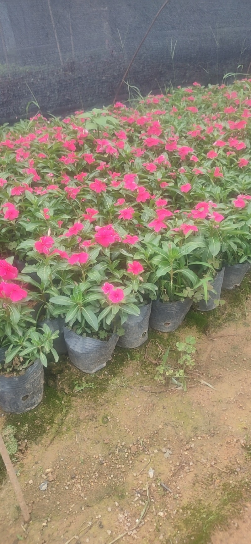 大量7⃣️斤袋长春花出售