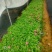 大量7⃣️斤袋长春花出售