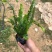 大量7⃣️斤袋肾蕨出售
