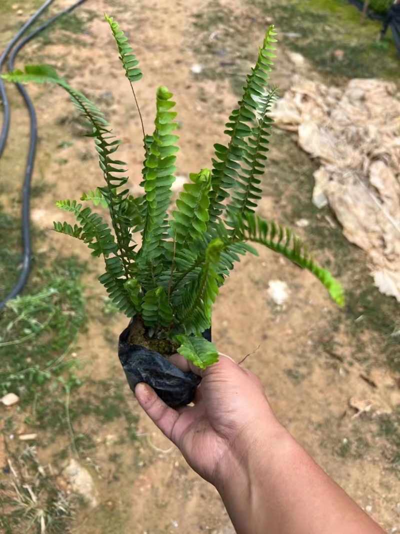 大量7⃣️斤袋肾蕨出售