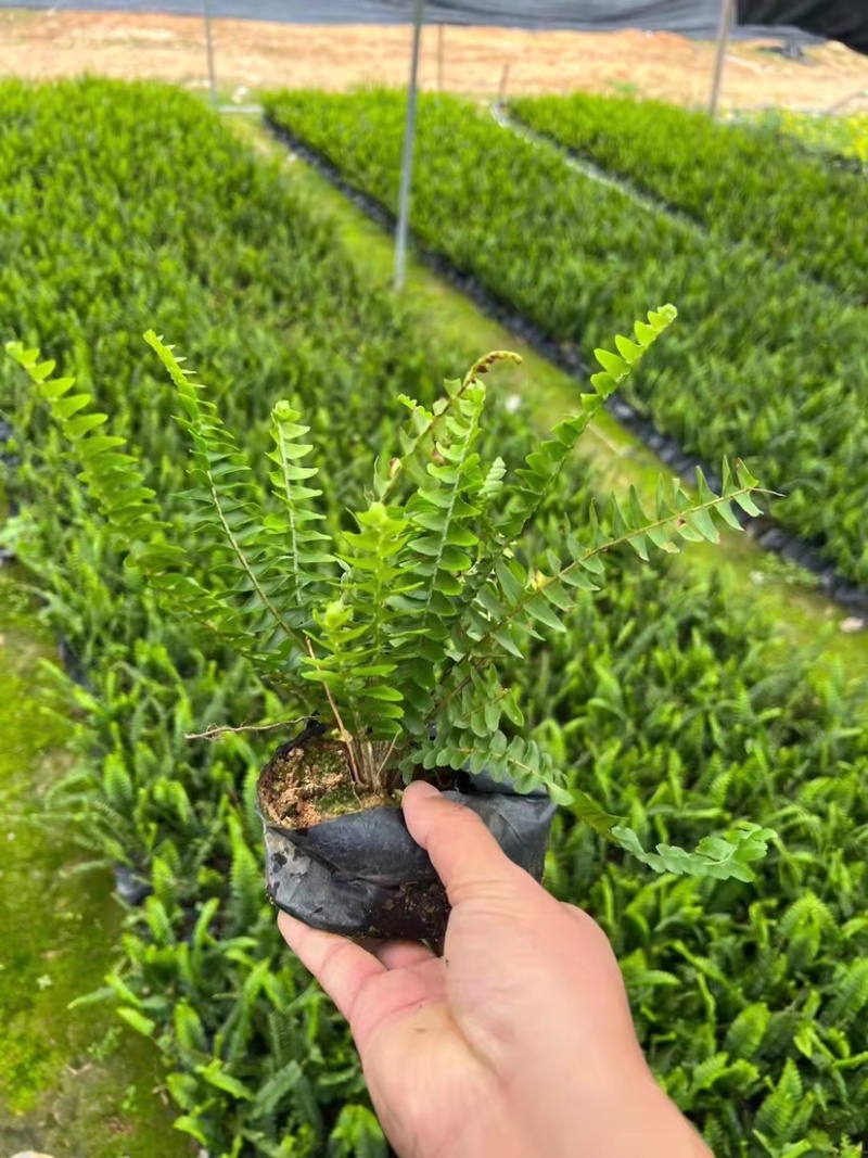 大量7⃣️斤袋肾蕨出售