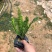 大量7⃣️斤袋肾蕨出售