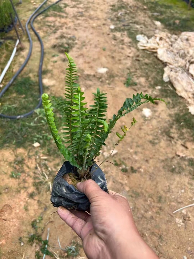 大量7⃣️斤袋肾蕨出售