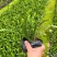 大量7⃣️斤袋肾蕨出售