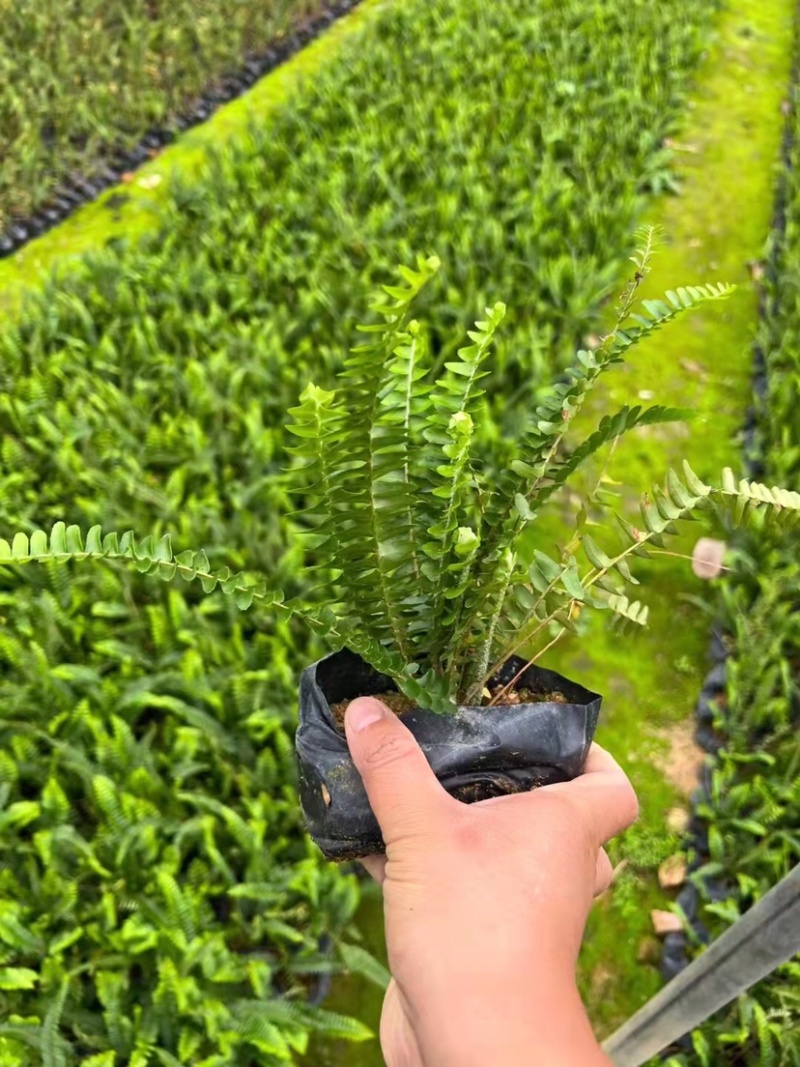 大量7⃣️斤袋肾蕨出售