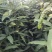 芒果原生苗一米以上