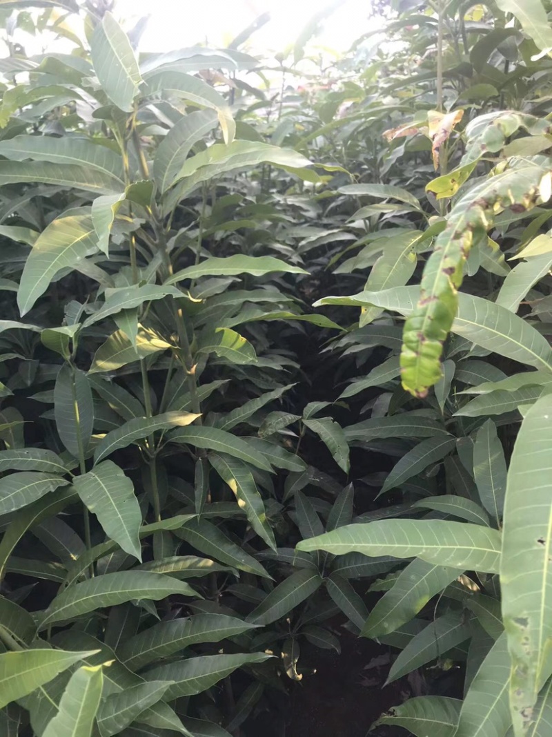 芒果原生苗一米以上