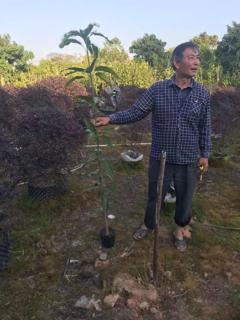 芒果原生苗一米以上
