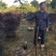芒果原生苗一米以上