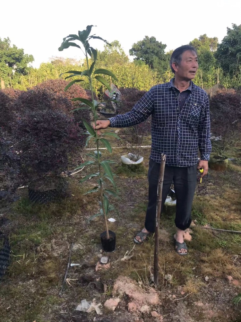 芒果原生苗一米以上