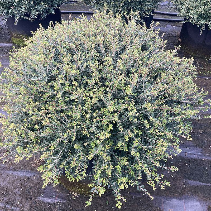 冬青先令盆栽四季常绿耐寒耐热庭院花镜植物多年生观叶植物