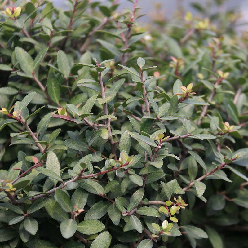 冬青先令盆栽四季常绿耐寒耐热庭院花镜植物多年生观叶植物